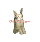 ゴンとキジと野良猫（個別スタンプ：6）
