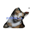 ゴンとキジと野良猫（個別スタンプ：7）