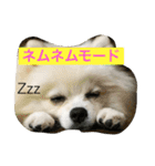 omoti day（個別スタンプ：1）
