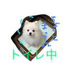omoti day（個別スタンプ：14）