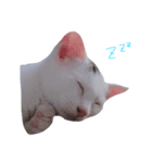 しろの毎日（個別スタンプ：7）