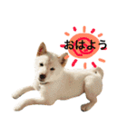 shiroshiba-haruta（個別スタンプ：3）