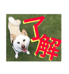 shiroshiba-haruta（個別スタンプ：5）
