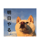 shiroshiba-haruta（個別スタンプ：13）