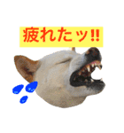 shiroshiba-haruta（個別スタンプ：14）