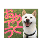 shiroshiba-haruta（個別スタンプ：16）