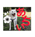 shiroshiba-haruta（個別スタンプ：17）