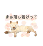 shiroshiba-haruta（個別スタンプ：22）