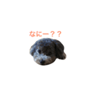 Crever（個別スタンプ：5）