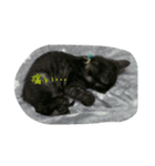 黒豆スタンプ0~1歳（個別スタンプ：4）