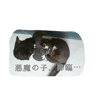 黒豆スタンプ0~1歳（個別スタンプ：10）