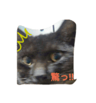 黒豆スタンプ0~1歳（個別スタンプ：11）