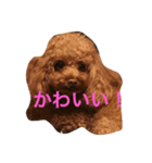 あねち（個別スタンプ：1）