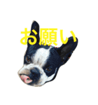 ボステリこじくん（個別スタンプ：3）