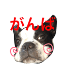 ボステリこじくん（個別スタンプ：11）