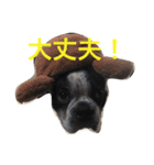 ボステリこじくん（個別スタンプ：14）