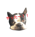 ボステリこじくん（個別スタンプ：21）