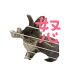 うさぎのろぴ♡♡♡（個別スタンプ：5）