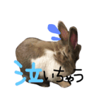 うさぎのろぴ♡♡♡（個別スタンプ：7）