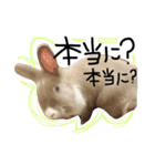 うさぎのろぴ♡♡♡（個別スタンプ：14）