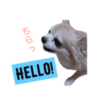 僕、チワワ。名前はクッキー。（個別スタンプ：1）