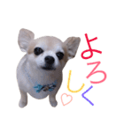 僕、チワワ。名前はクッキー。（個別スタンプ：6）