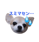 僕、チワワ。名前はクッキー。（個別スタンプ：8）
