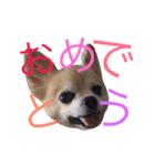 僕、チワワ。名前はクッキー。（個別スタンプ：11）