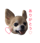 僕、チワワ。名前はクッキー。（個別スタンプ：12）