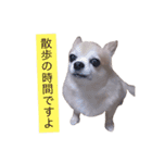僕、チワワ。名前はクッキー。（個別スタンプ：14）