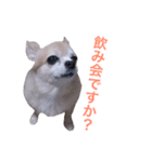 僕、チワワ。名前はクッキー。（個別スタンプ：15）