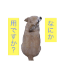 僕、チワワ。名前はクッキー。（個別スタンプ：17）