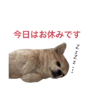 僕、チワワ。名前はクッキー。（個別スタンプ：18）