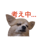 僕、チワワ。名前はクッキー。（個別スタンプ：19）