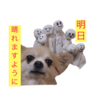 僕、チワワ。名前はクッキー。（個別スタンプ：21）