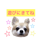 僕、チワワ。名前はクッキー。（個別スタンプ：22）