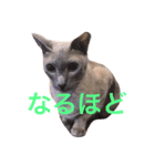 His name is Lagoon3（個別スタンプ：5）