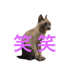 His name is Lagoon3（個別スタンプ：8）