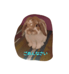蘭丸（個別スタンプ：3）