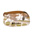蘭丸（個別スタンプ：4）