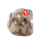 蘭丸（個別スタンプ：7）