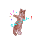 ねこ 大阪弁ver（個別スタンプ：1）