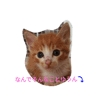 ねこ 大阪弁ver（個別スタンプ：2）