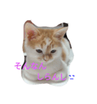 ねこ 大阪弁ver（個別スタンプ：3）