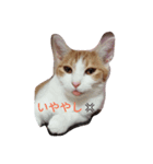 ねこ 大阪弁ver（個別スタンプ：4）