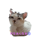 ねこ 大阪弁ver（個別スタンプ：5）