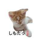 ねこ 大阪弁ver（個別スタンプ：8）