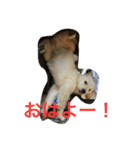 ゴールデンレトリバーしゅんくん（個別スタンプ：5）