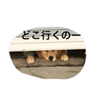 ゴールデンレトリバーしゅんくん（個別スタンプ：7）