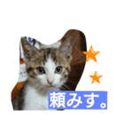 pokoyon（個別スタンプ：10）